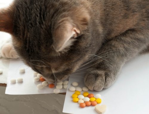 Protect Your Pet From 4 Common Pet Toxins