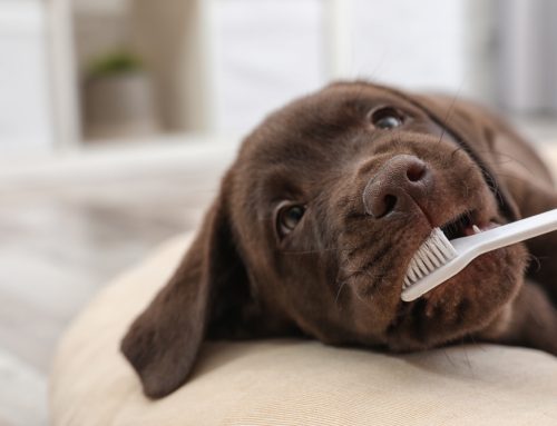 Brush Up On Pet Dental Care During Pet Dental Health Month