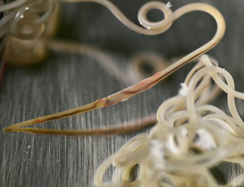 7 Fast Facts About Heartworm Disease and Prevention for Pets