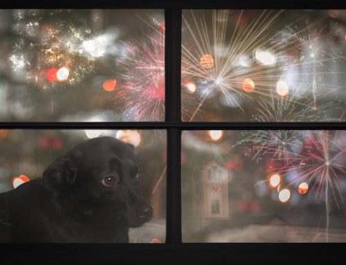 Playing It Safe: How to Prevent a Pet Emergency on July Fourth