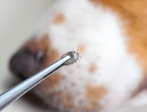 FAQs About Pets and Ticks